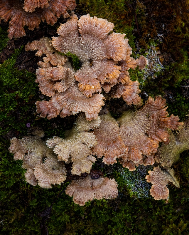 Phlebia tremellosa 22-6557a.jpg